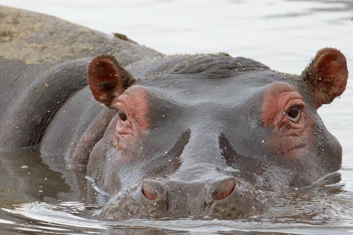 6-Day Uganda Safari: Gorilla Trekking in Bwindi & Queen Elizabeth photo 2