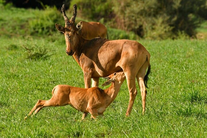 6-Day Uganda Safari: Gorilla Trekking in Bwindi & Queen Elizabeth photo 3