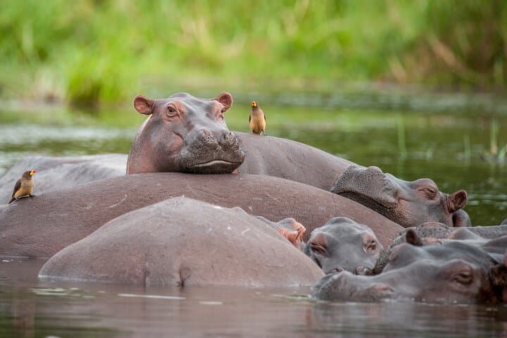 6-Day Uganda Safari: Gorilla Trekking in Bwindi & Queen Elizabeth photo 4