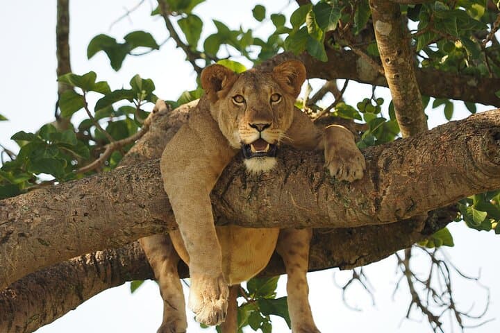 6-Day Uganda Safari: Gorilla Trekking in Bwindi & Queen Elizabeth photo 6