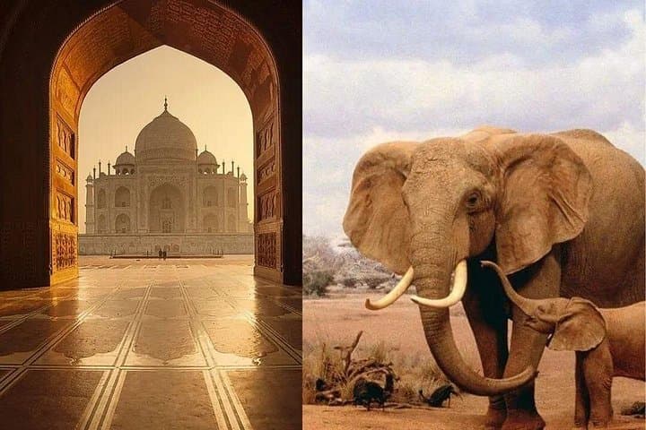 Same-Day Taj Mahal & Wildlife SOS Elephant and Bear Sanctuary Tour from Delhi