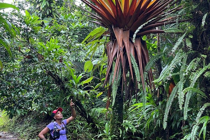 Wildlife Hike to Middleham Falls — Guided Foraging, Waterfall Swim & Native Flora in Dominica photo 3