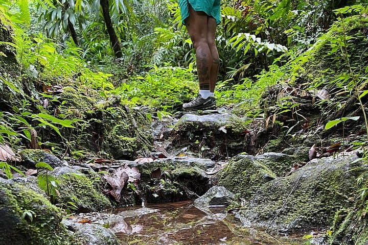 Wildlife Hike to Middleham Falls — Guided Foraging, Waterfall Swim & Native Flora in Dominica photo 5