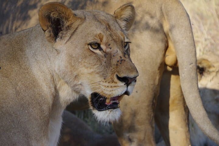 Moremi Day Trip: Okavango Delta Safari from Maun photo 5