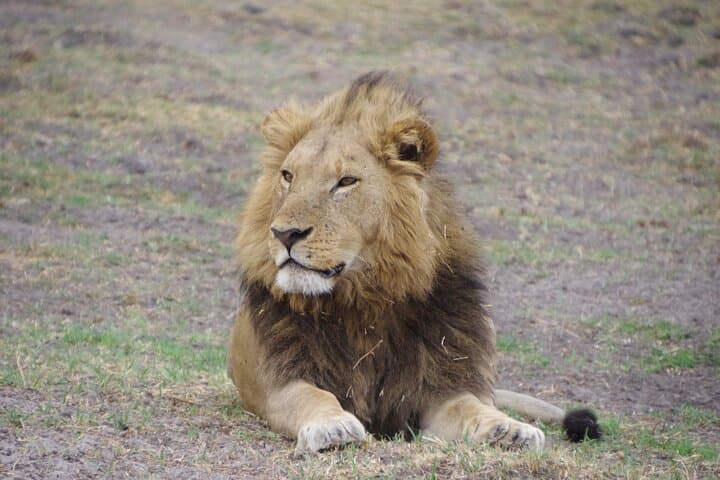 Moremi Day Trip: Okavango Delta Safari from Maun photo 6