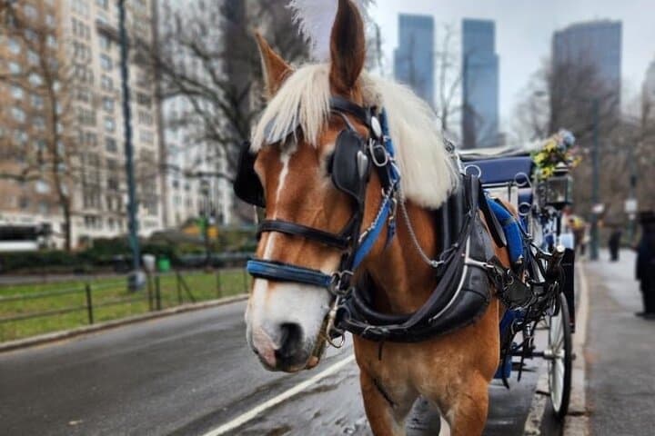 Central Park Horse and Carriage Ride: Historic NYC Tour in 40 Minutes