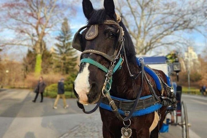 Central Park Horse and Carriage Ride: Historic NYC Tour in 40 Minutes photo 2
