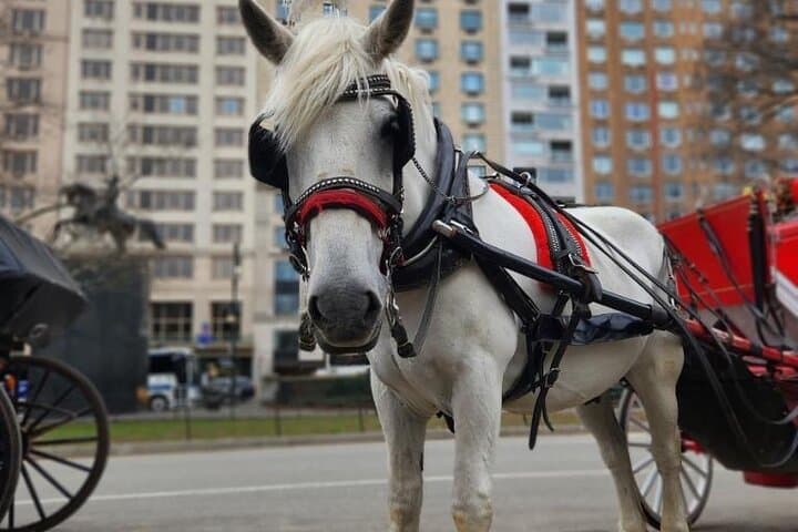 Central Park Horse and Carriage Ride: Historic NYC Tour in 40 Minutes photo 3