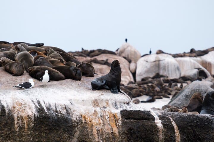 Private Cape Peninsula Day Tour: Table Mountain, Chapman's Peak & Cape Point Wildlife photo 6