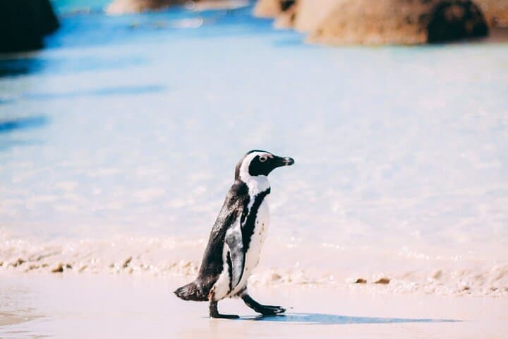 Private Cape Peninsula Day Tour: Table Mountain, Chapman's Peak & Cape Point Wildlife photo 3