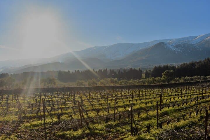 Full-Day Private Bekaa Valley Wine Tour from Beirut — Ksara, Kefraya & St Thomas