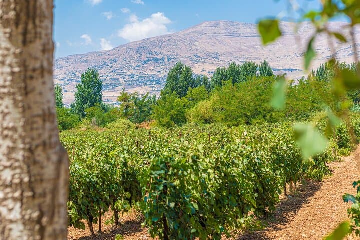 Half-Day Private Chateau Musar & IXSIR Wine Tour from Beirut