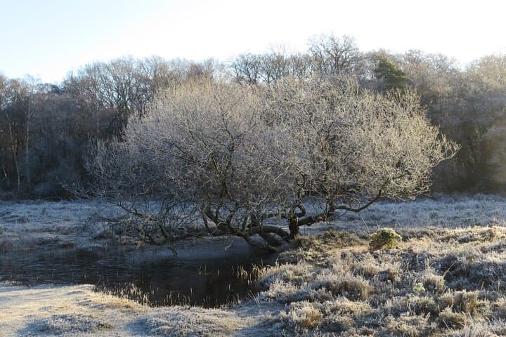 Whitefield Moor Family Walking Tour — New Forest Wildlife Walk