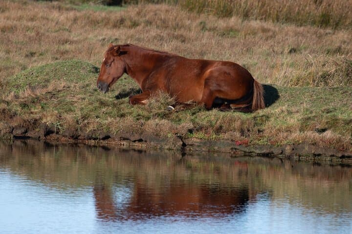 Whitefield Moor Family Walking Tour — New Forest Wildlife Walk photo 2