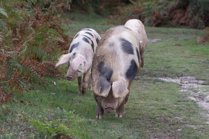 Whitefield Moor Family Walking Tour — New Forest Wildlife Walk photo 3