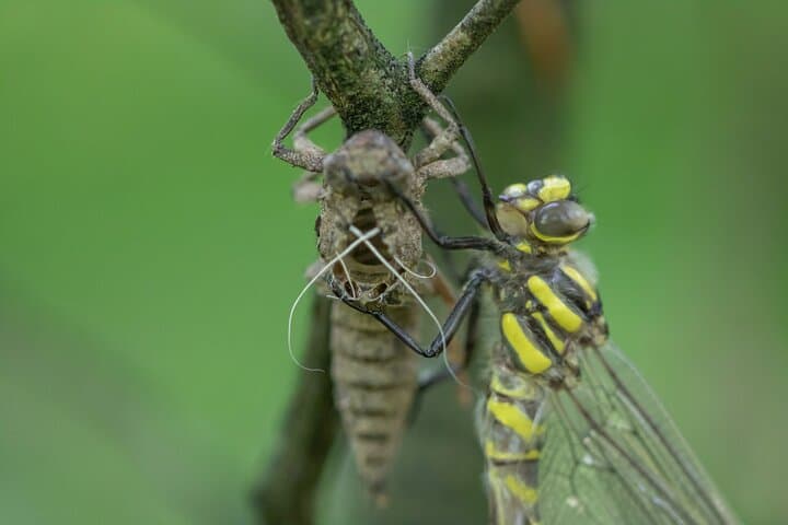 Whitefield Moor Family Walking Tour — New Forest Wildlife Walk photo 4