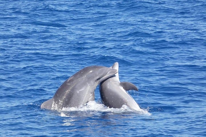 Tenerife Catamaran Whale & Dolphin Tour with Lunch — Puerto Colón photo 6