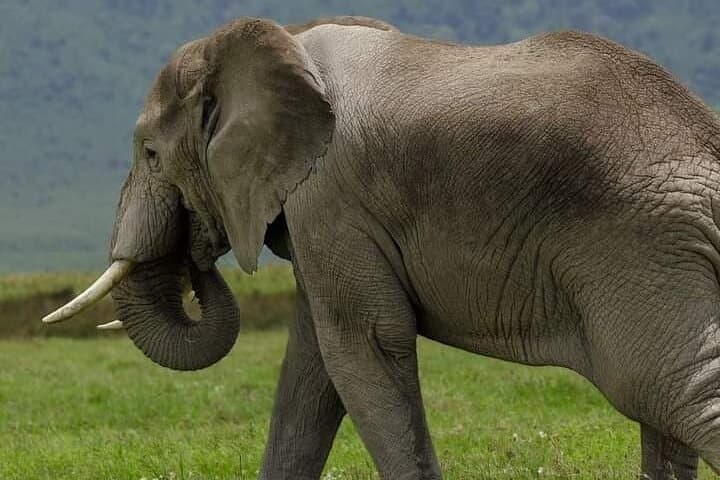 Full-Day Mikumi Safari from Zanzibar: Wildlife, Flights & Spice Farm Add-On photo 4