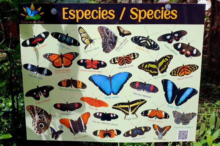 Mindo Cloudforest Private Tour from Quito — Hummingbirds, Butterflies & Chocolate photo 5