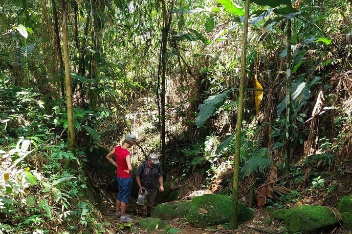 Hiking the Gold Trail: Paraty's Historic Atlantic Forest Walk