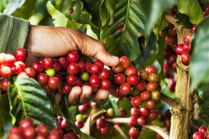 Half-Day Colombian Coffee Farm Tour from Medellín — Roast, Ride & Taste photo 2