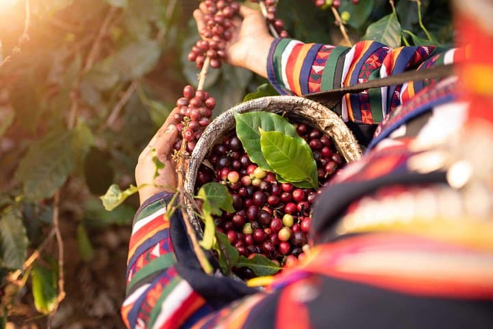 Half-Day Colombian Coffee Farm Tour from Medellín — Roast, Ride & Taste photo 3