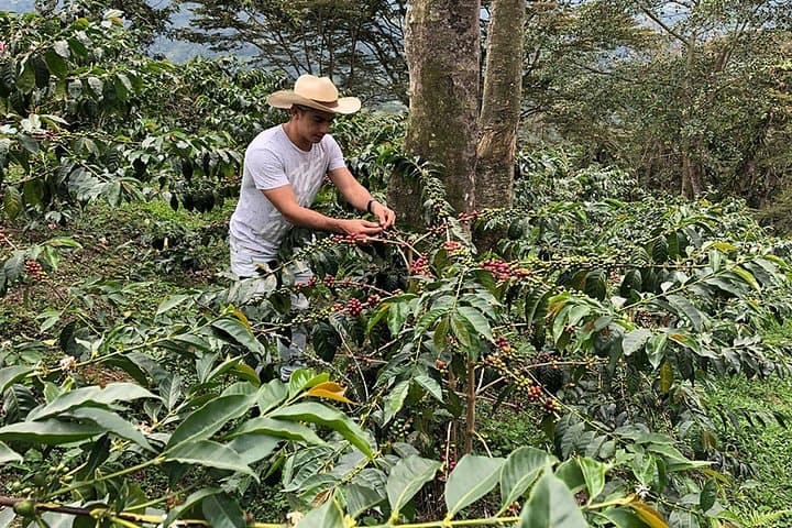 Half-Day Colombian Coffee Farm Tour from Medellín — Roast, Ride & Taste photo 4