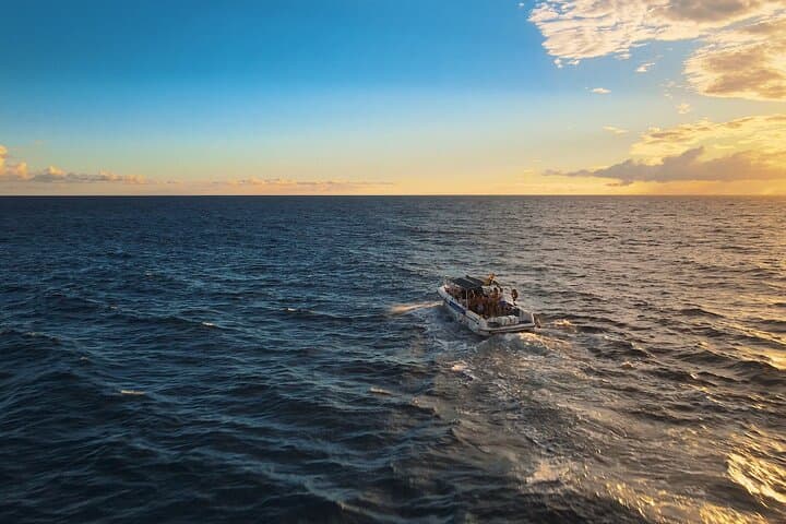 2-Hour Private Whale Watching Charter from Puerto Colón, Adeje — Tenerife Sea Safari photo 4