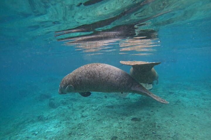 Private Manatee Swim Tour in Crystal River — Guided Snorkel with Florida’s Gentle Giants photo 5