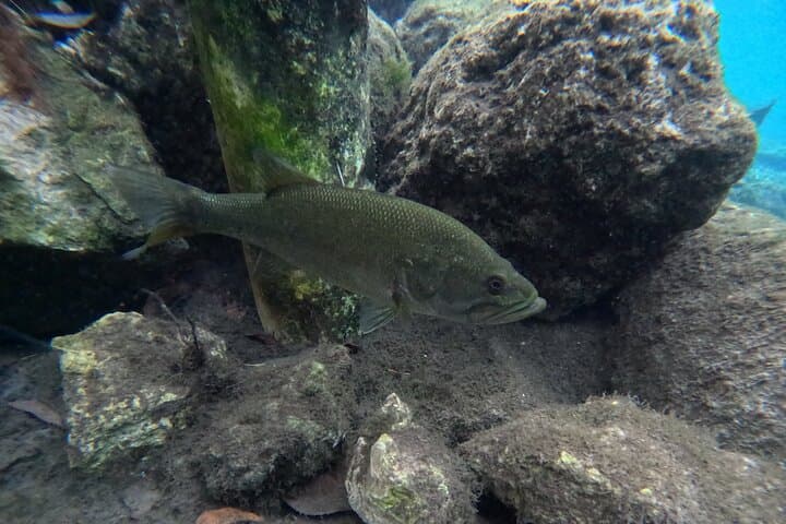 Private Manatee Swim Tour in Crystal River — Guided Snorkel with Florida’s Gentle Giants photo 6