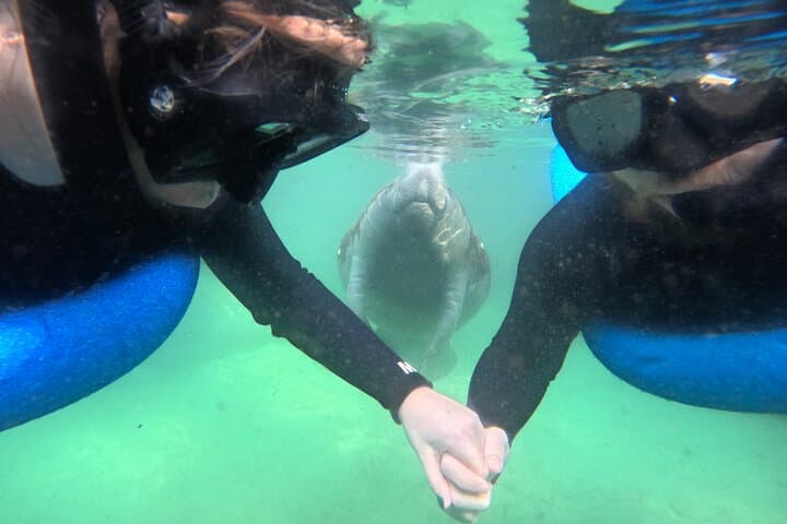 Private Manatee Swim Tour in Crystal River — Guided Snorkel with Florida’s Gentle Giants photo 4