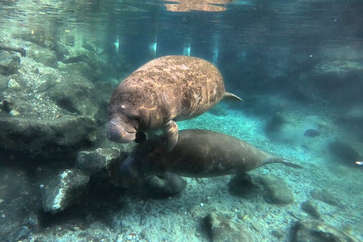 Semi-Private Manatee Swim Tour in Crystal River — Swim with West Indian Manatees photo 3