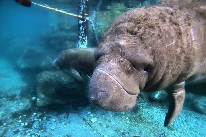 Semi-Private Manatee Swim Tour in Crystal River — Swim with West Indian Manatees photo 4