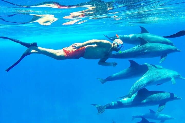 Hurghada to Dolphin House Snorkel Expedition – Swim with Wild Dolphins in the Red Sea photo 4