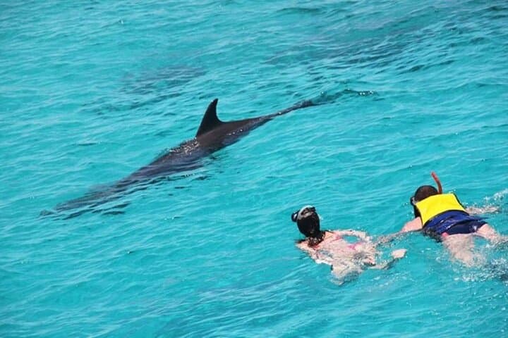 Hurghada to Dolphin House Snorkel Expedition – Swim with Wild Dolphins in the Red Sea photo 6