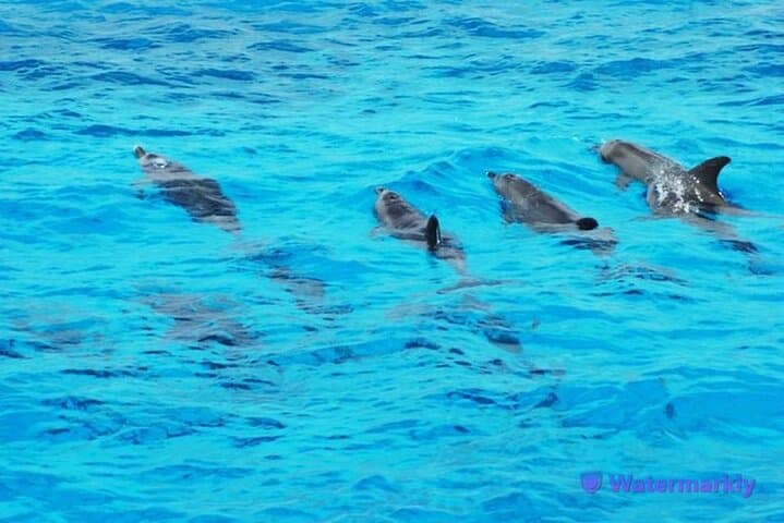Hurghada to Dolphin House Snorkel Expedition – Swim with Wild Dolphins in the Red Sea photo 2