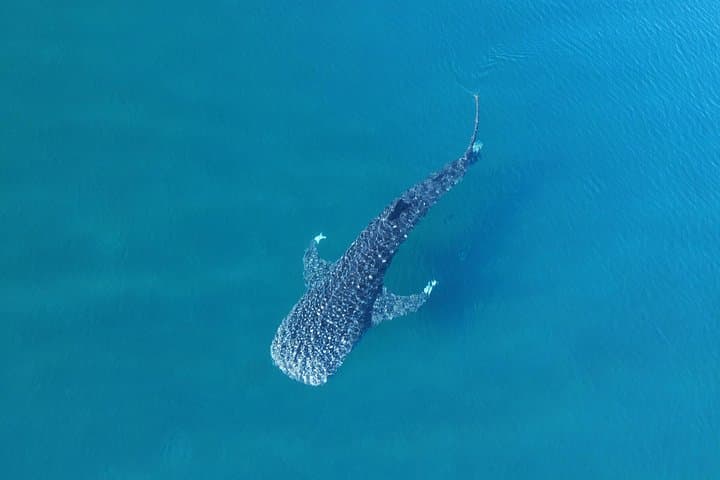 Swim with Whale Sharks in La Paz: Guided Marine Biologist Excursions photo 3