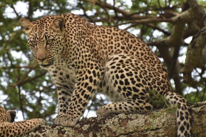 Tarangire National Park Day Trip — Full-Day Safari from Arusha photo 5
