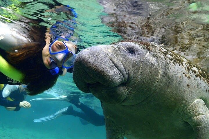 Swim with Wild Manatees and Explore Florida’s Crystal River Wildlife photo 2