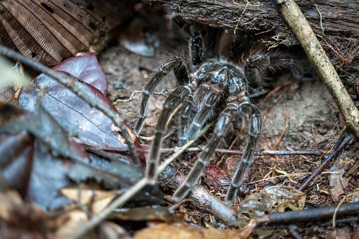 7-Day Amazon Deep Survival Trip to Amanã Lake — Jungle Camping & Canoeing photo 2