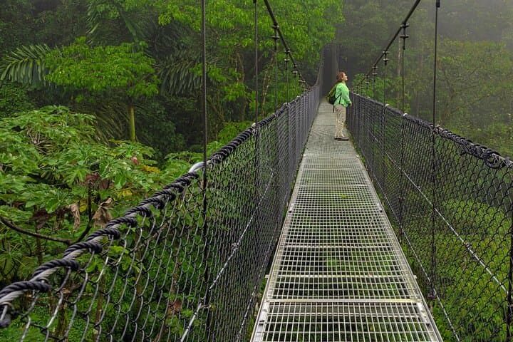 Arenal Mistico Hanging Bridges: Canopy Walk & Rainforest Wildlife Tour