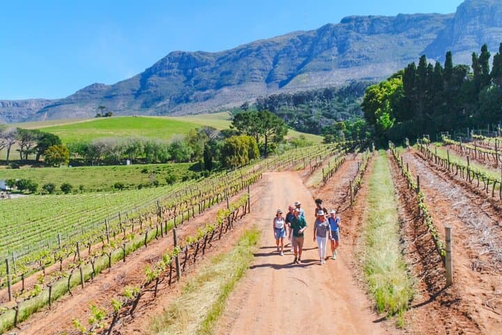 Constantia Wine Walk: Storytelling Vineyard Tour with Lunch from Cape Town photo 3