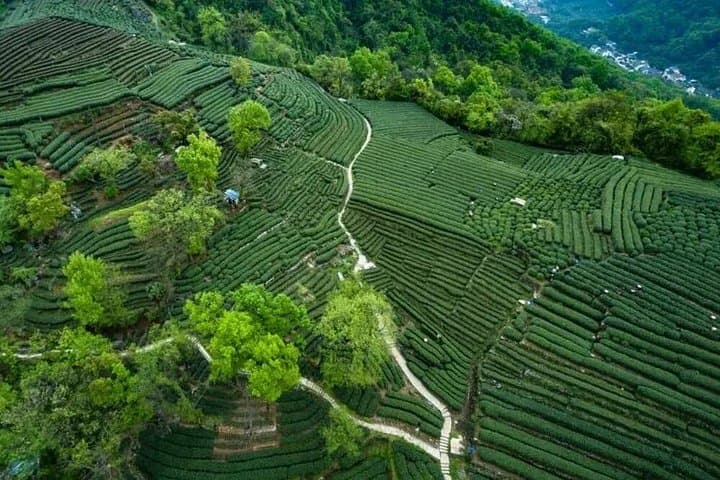 Hangzhou Day Tour from Shanghai: West Lake, Lingyin Temple & Longjing Tea photo 2