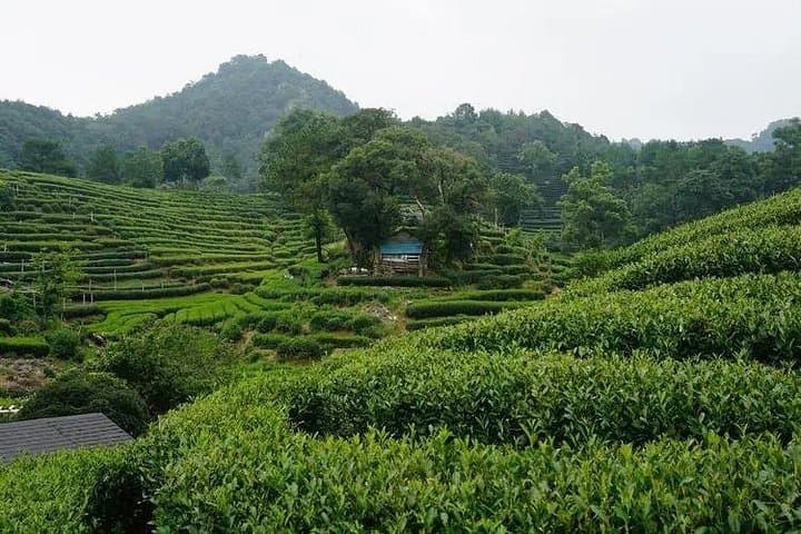 Hangzhou Day Tour from Shanghai: West Lake, Lingyin Temple & Longjing Tea photo 3