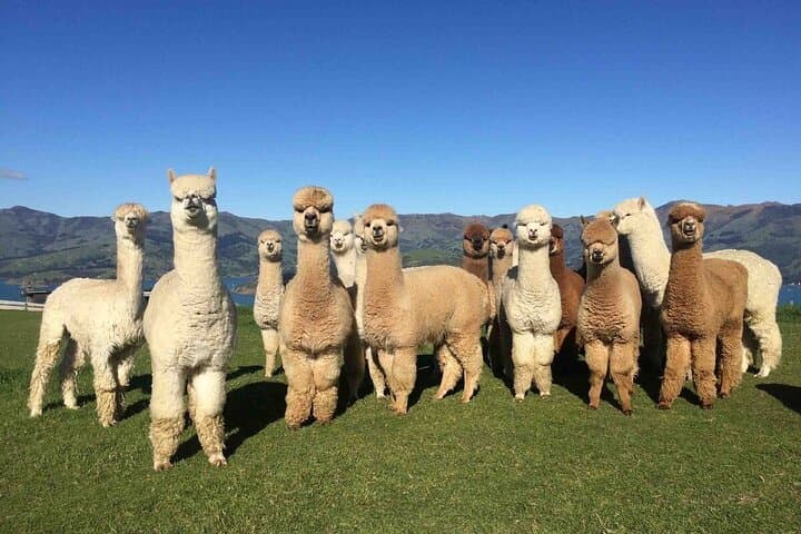 Family Alpaca Farm Day Trip in Shamakhi — Diri Baba, Wine Lunch & Photos