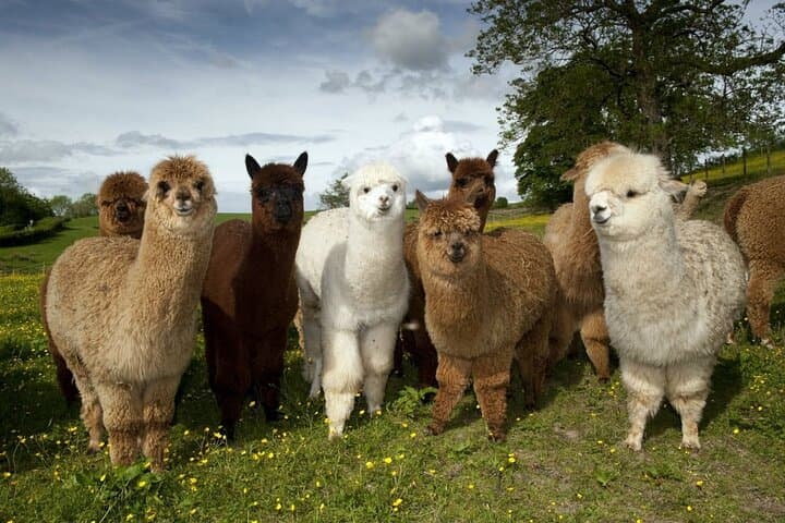 Family Alpaca Farm Day Trip in Shamakhi — Diri Baba, Wine Lunch & Photos photo 2
