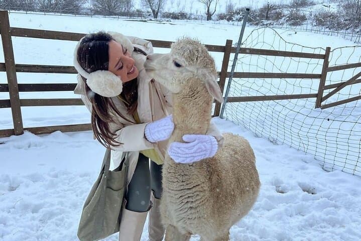 Family Alpaca Farm Day Trip in Shamakhi — Diri Baba, Wine Lunch & Photos photo 4