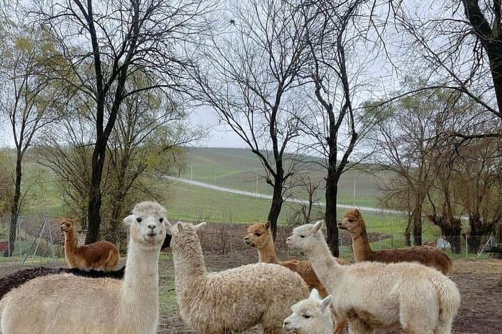 Family Alpaca Farm Day Trip in Shamakhi — Diri Baba, Wine Lunch & Photos photo 5