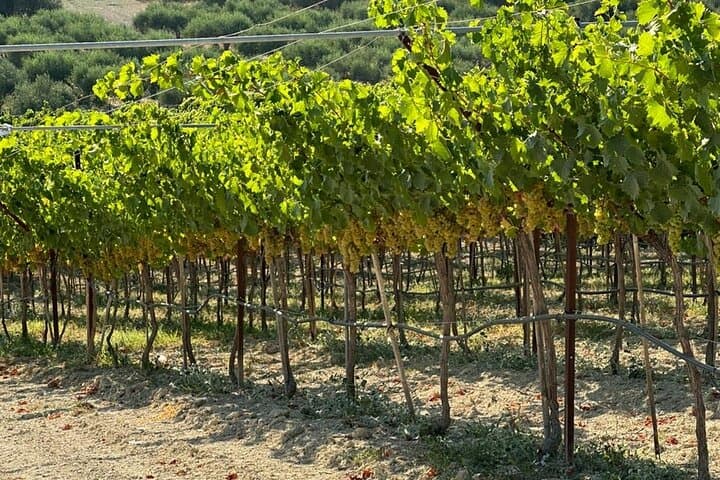 E-Bike Crete: Full-Day Old Villages & Vineyard Wine Tasting photo 5