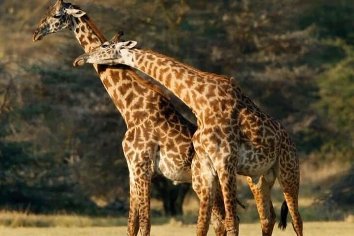 Tarangire National Park Day Trip — Full-Day Safari from Arusha photo 6